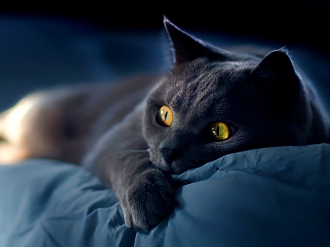 Персидский кот на кровати обои