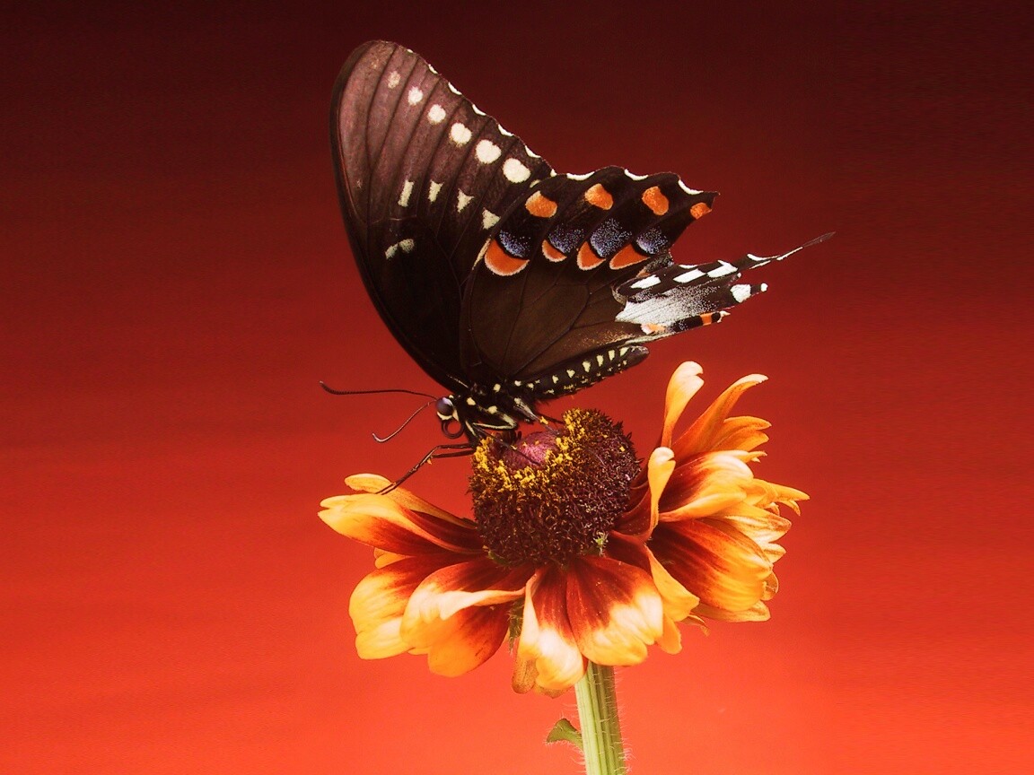 Бабочка на цветке обои