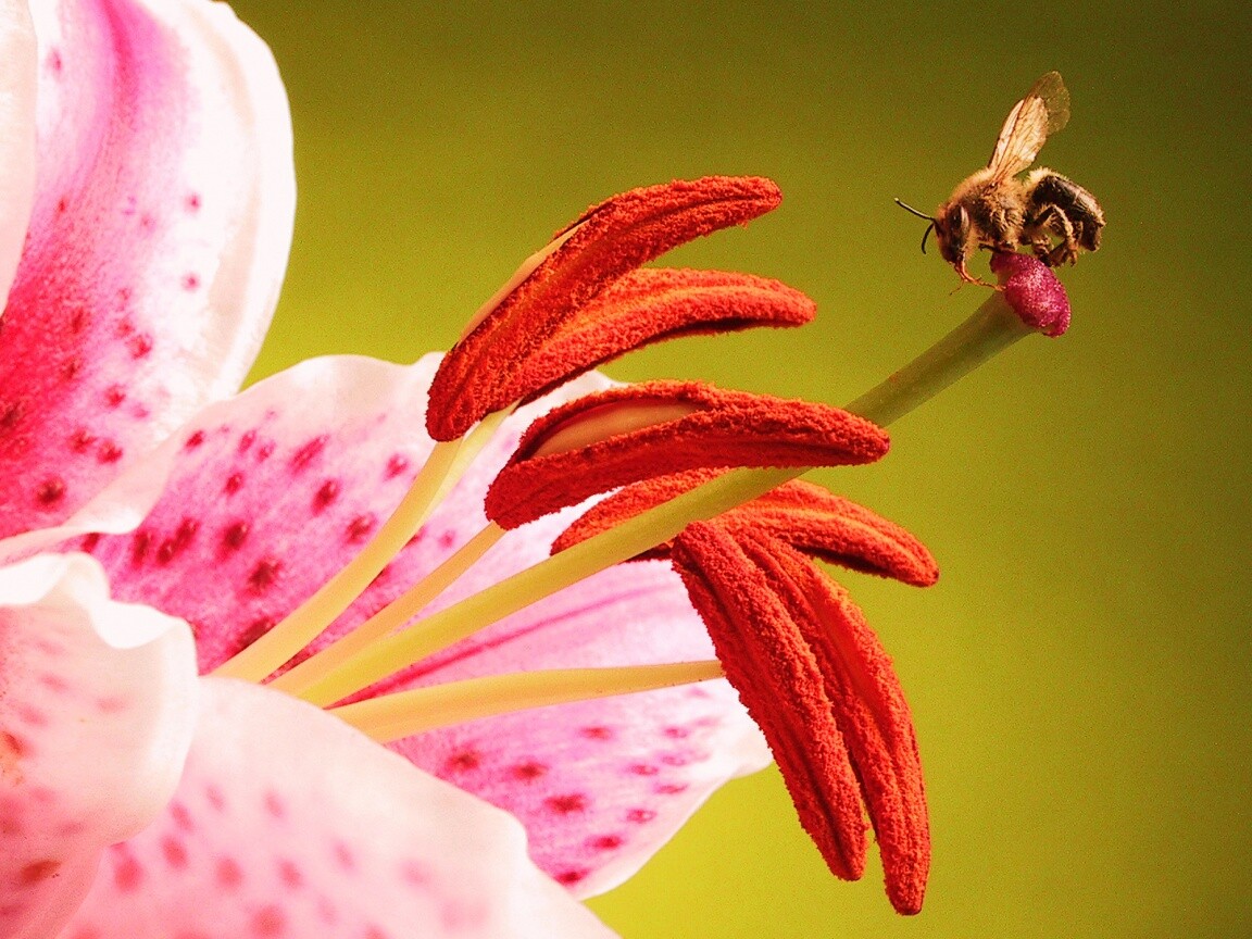 Трудолюбивая пчела на прекрасном цветке обои