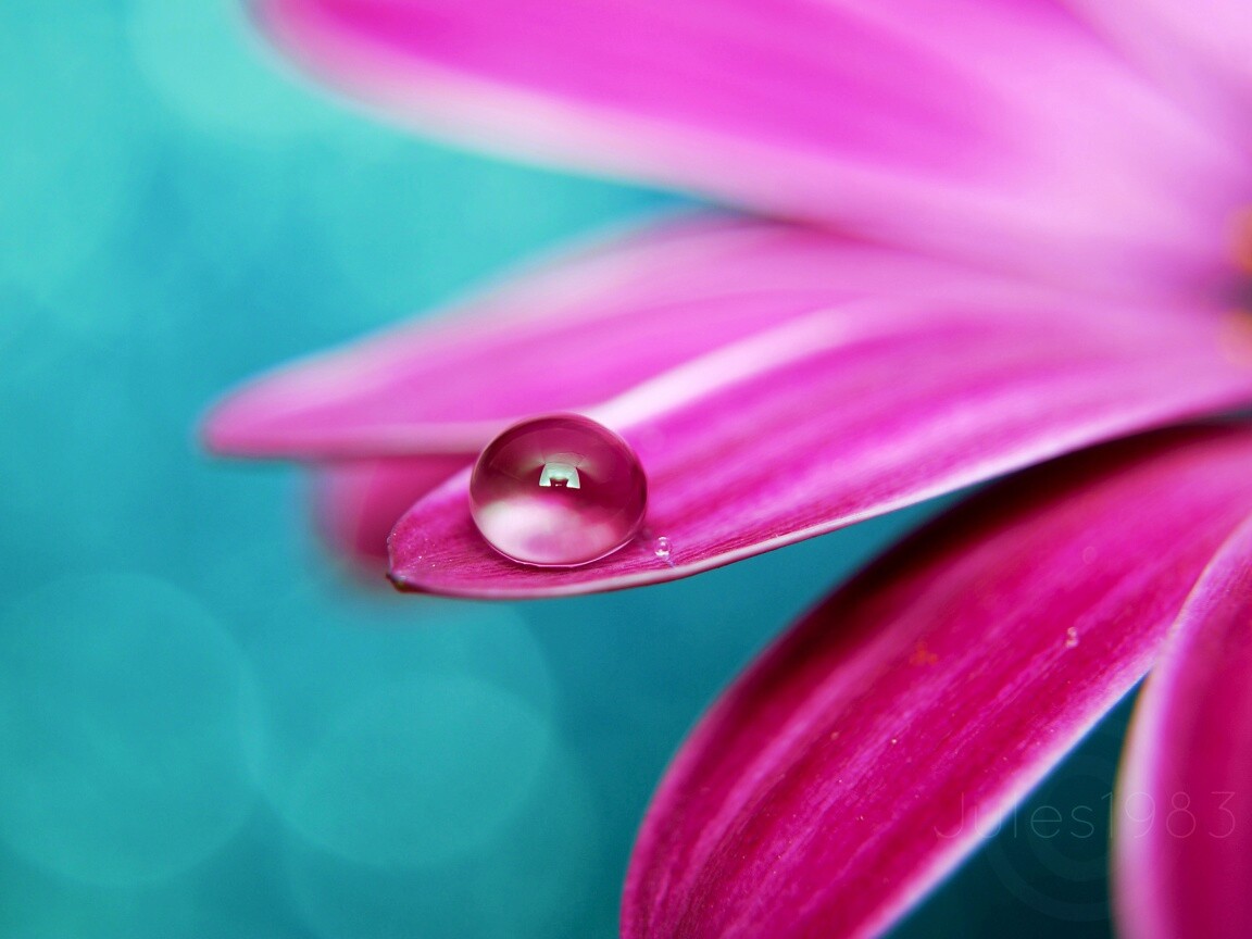 Капля на лепестке обои