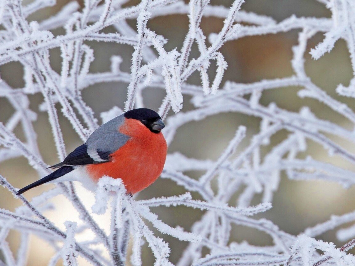 Снегирь на ветке обои