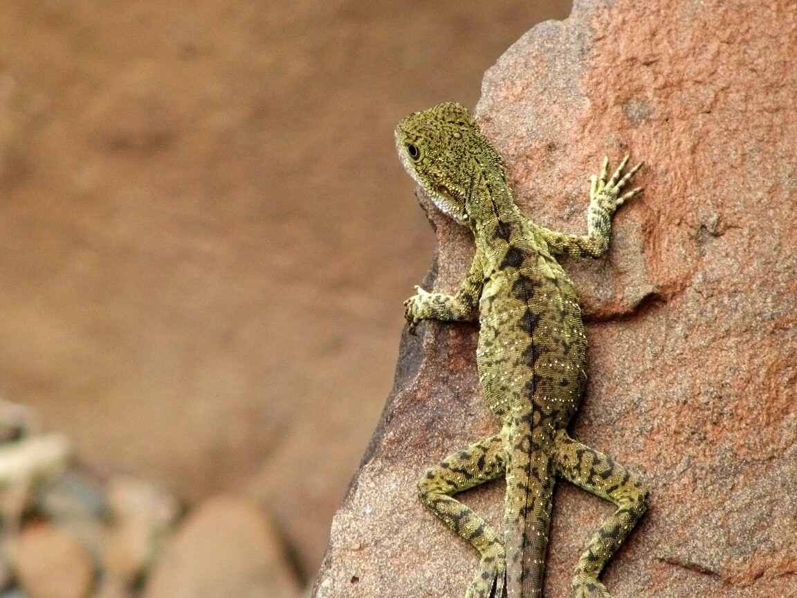 Ящерица на камне обои