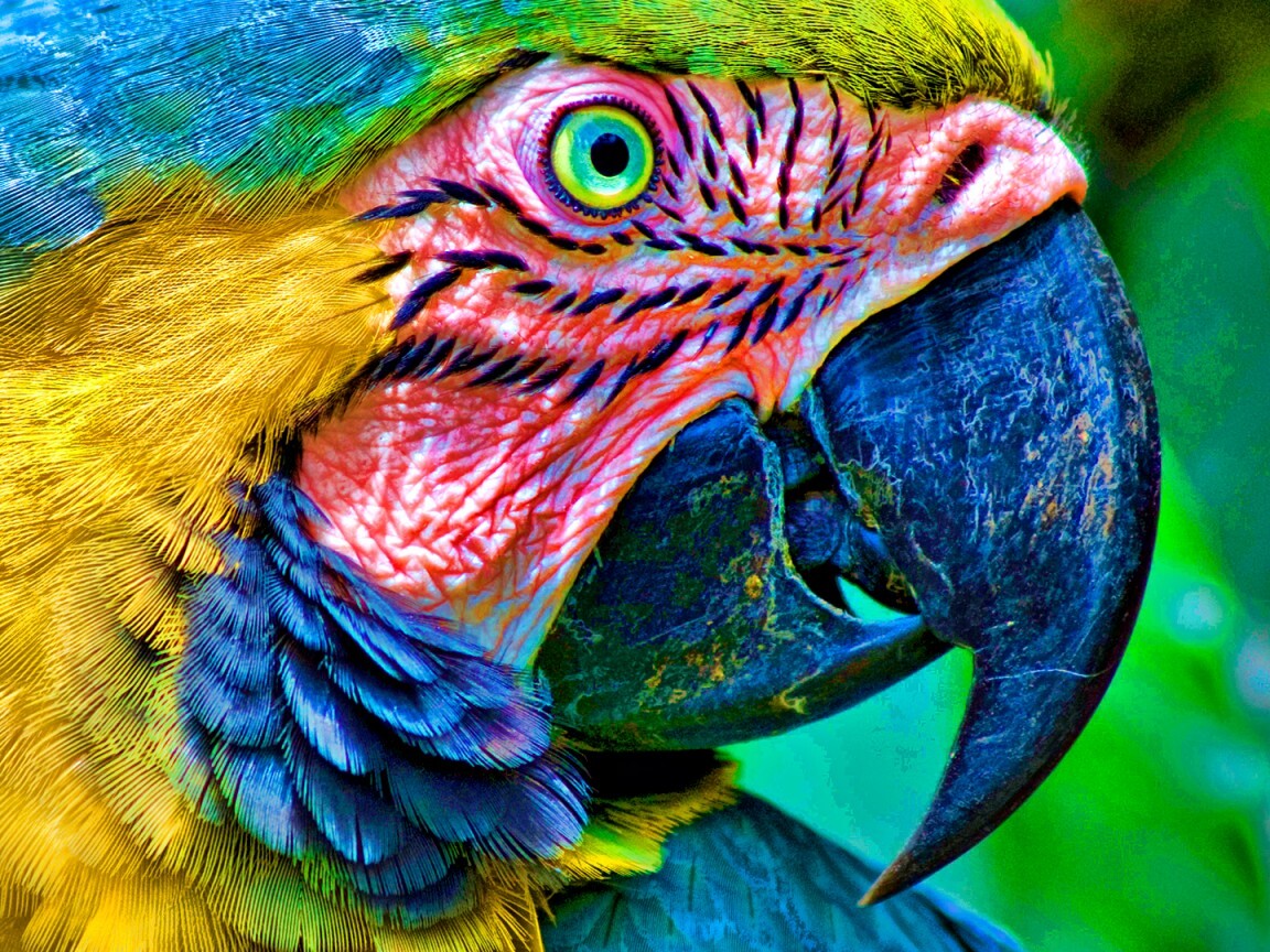 Попугай обои