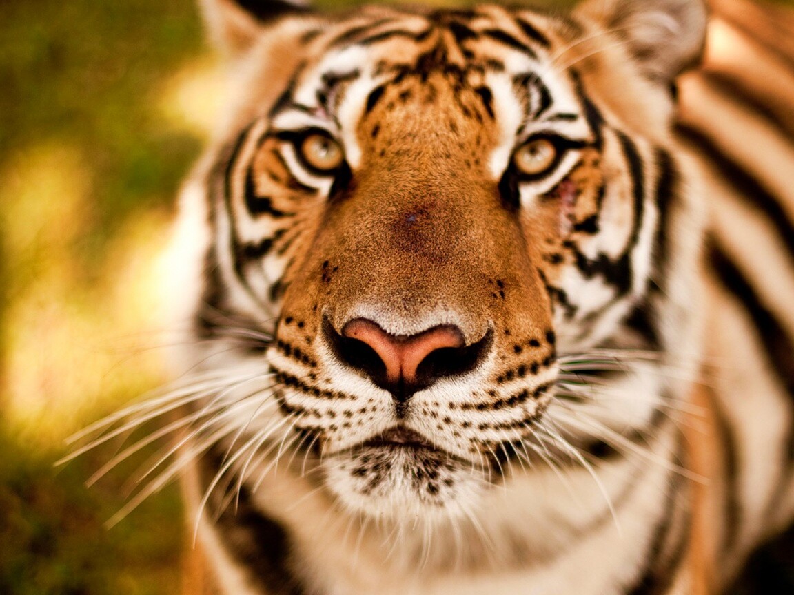 Красавец тигр обои