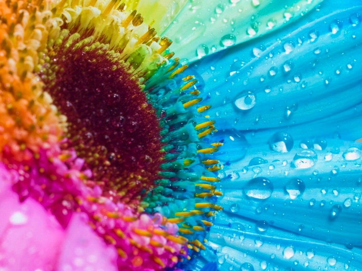 Цветик семицветик обои