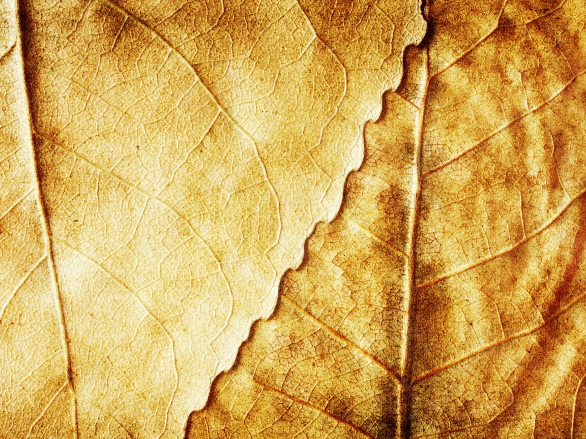 Текстура желтых увядших листьев обои