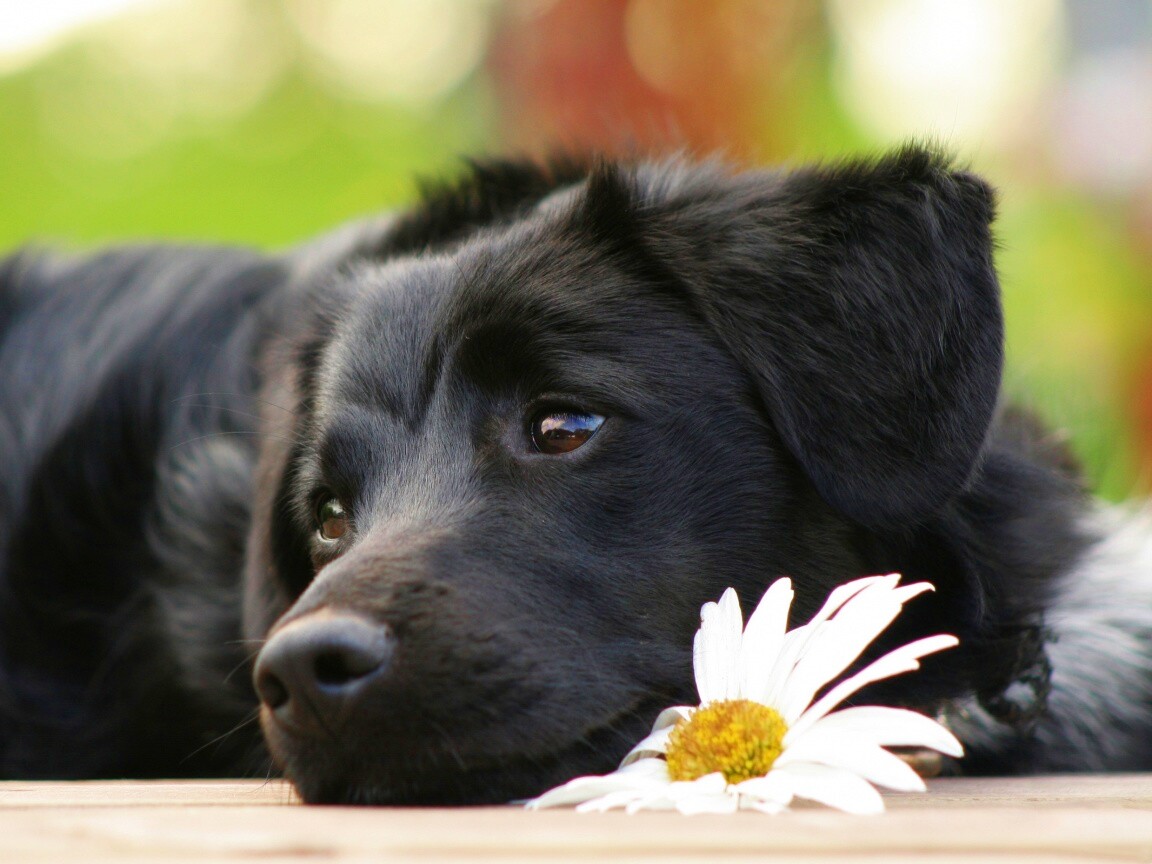 Собака с ромашкой обои