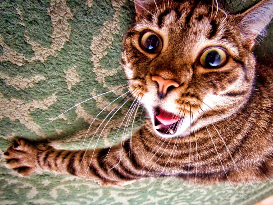 Спалившийся на ковре кошак обои