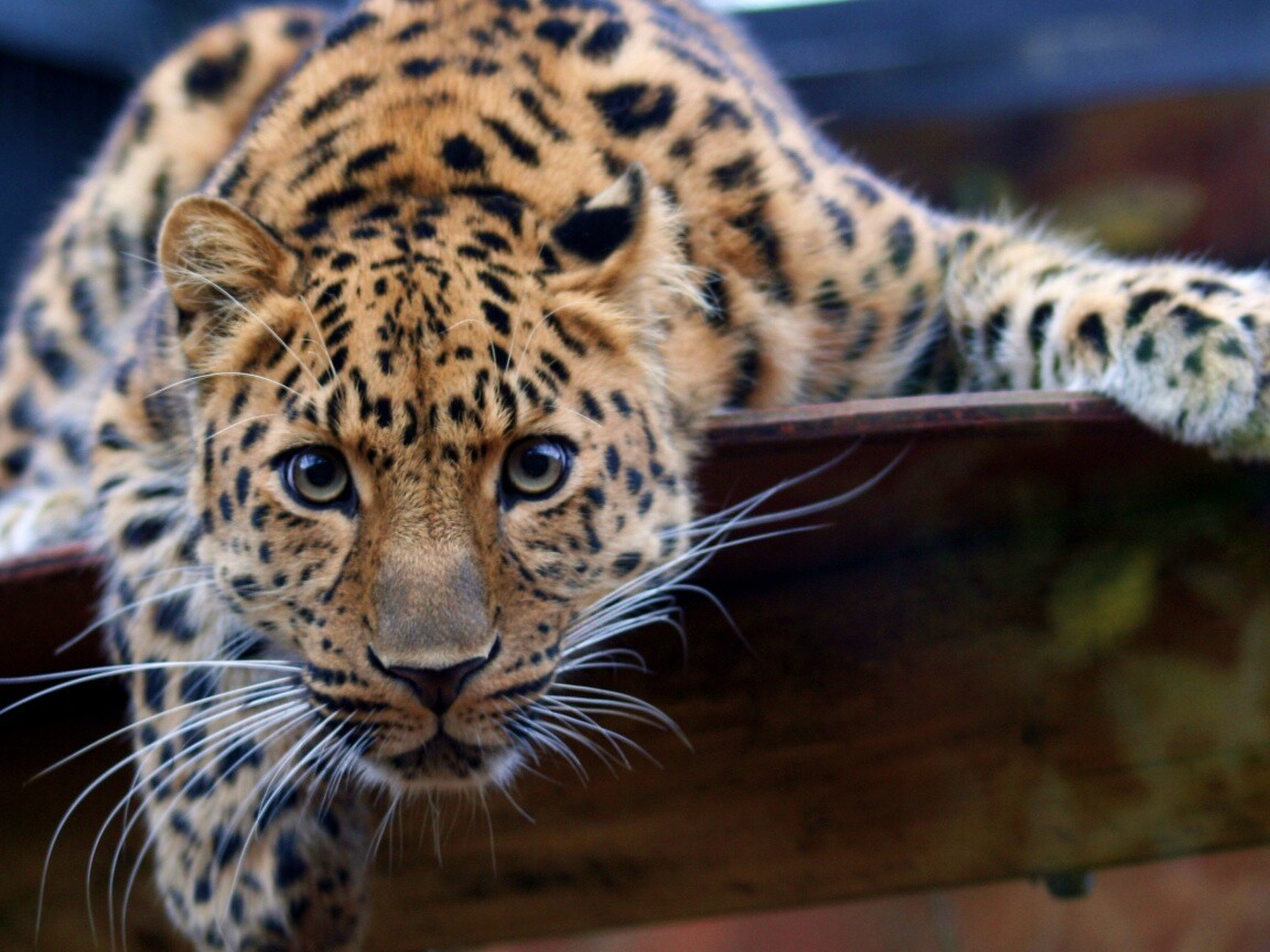 Леопард в зоопарке обои