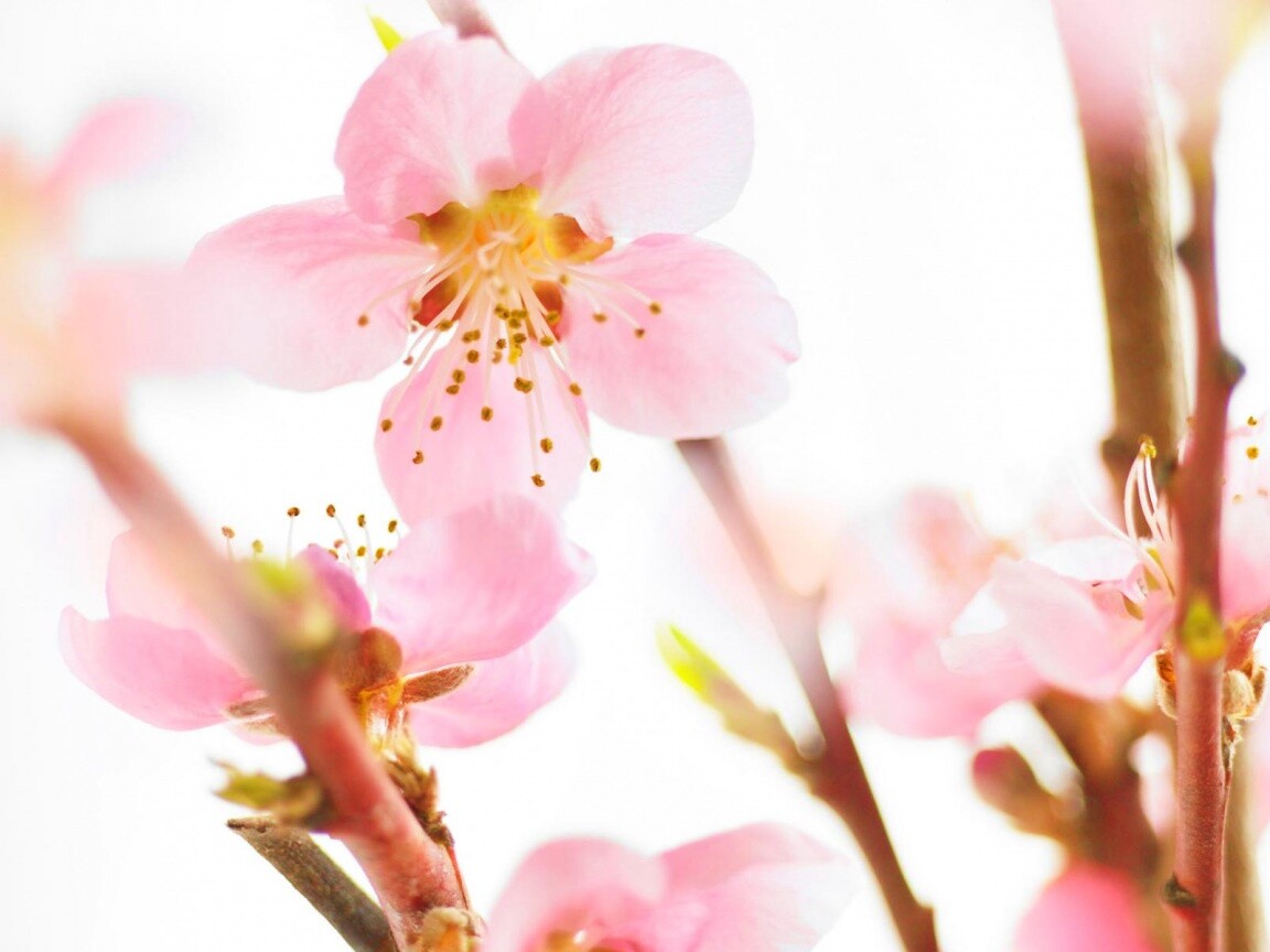 Нежные розовые цветы обои