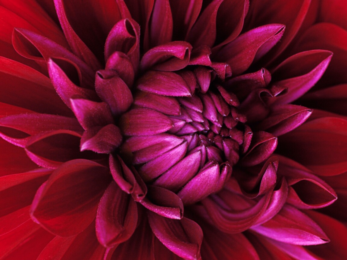 Цветок обои