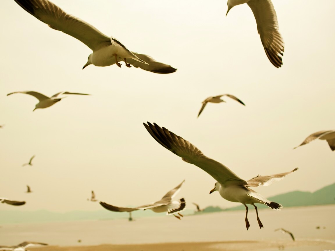 Чайки обои