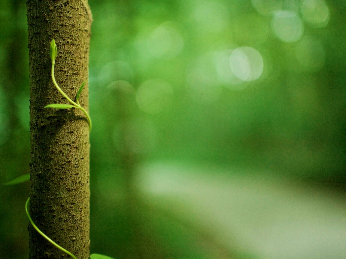 Стебелек на стволе деревца обои