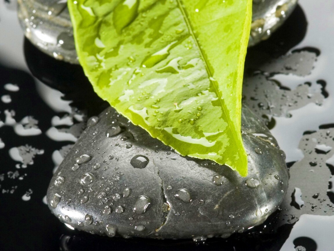 Зеленый лист на черных камнях обои