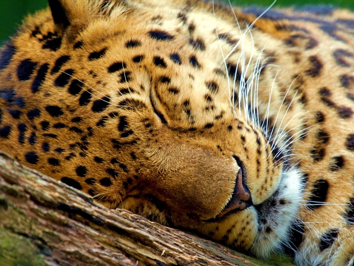 Спящий хищник обои