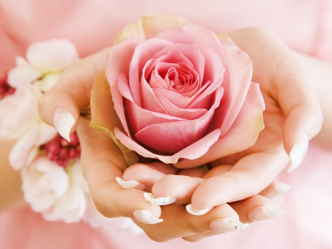Роза в женских руках обои