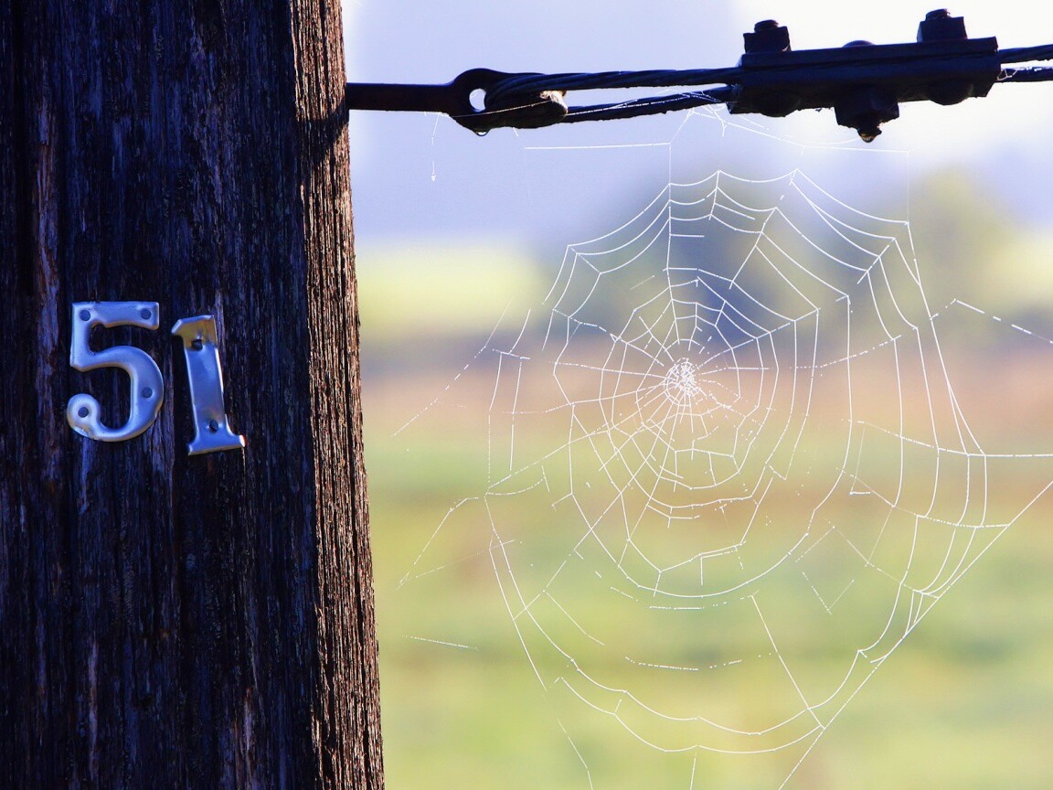 Паутина 51 обои