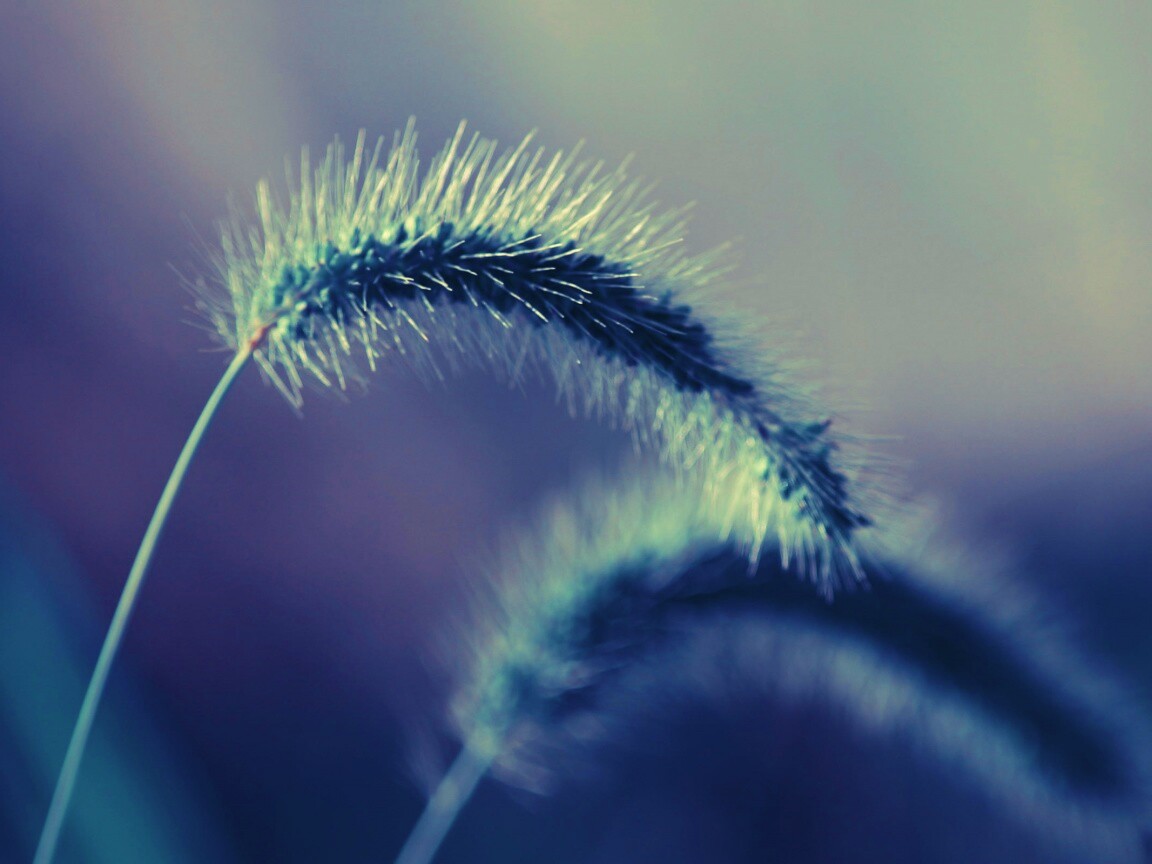 Травинка обои