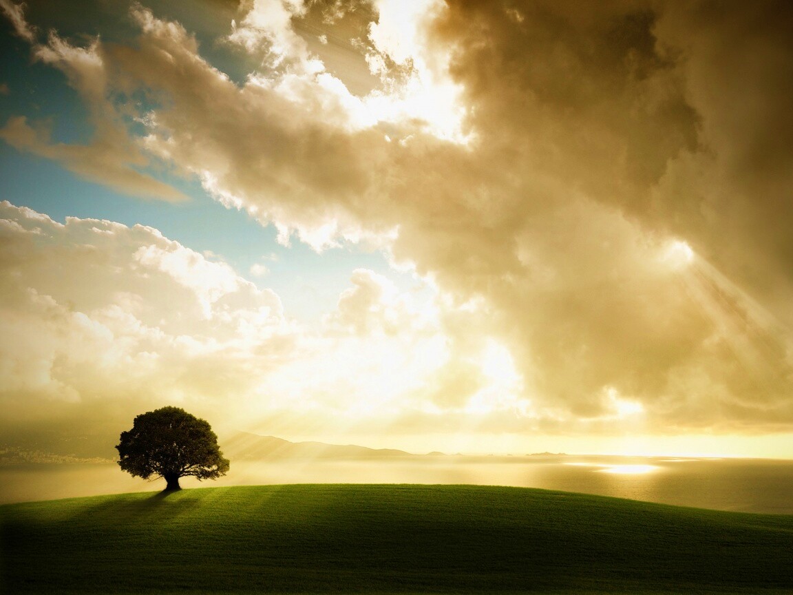 Холм и дерево обои