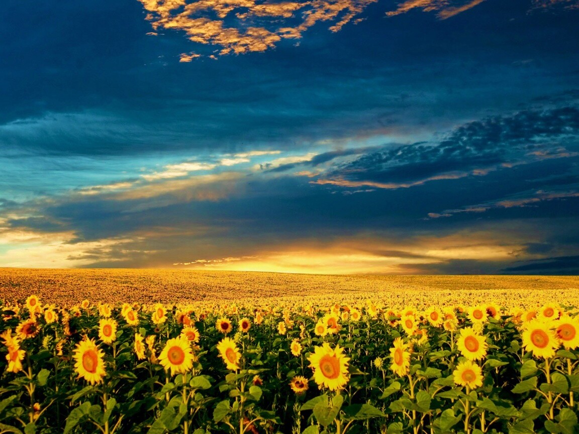 Целое поле подсолнухов обои