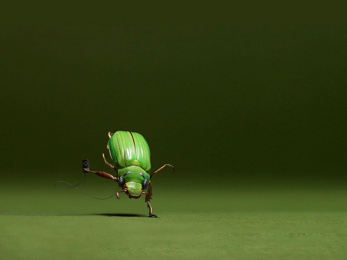Жук фристайлер обои
