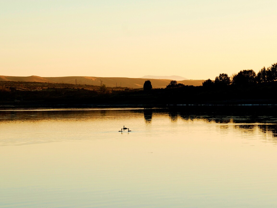 Утиное озеро обои