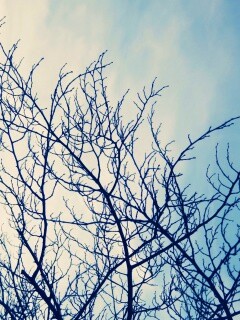 Ветвистое дерево обои