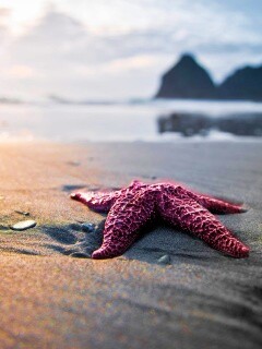 Морская звезда обои