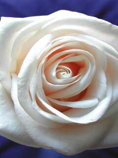 Белая роза обои