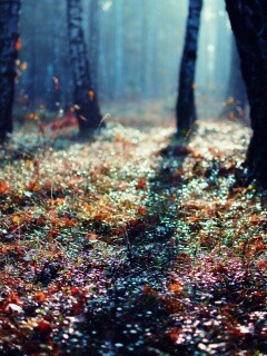 Лесная земля обои