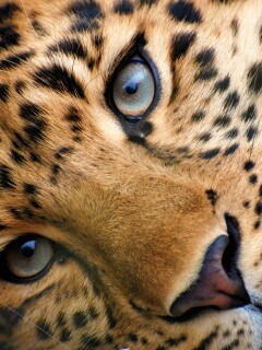 Леопард обои