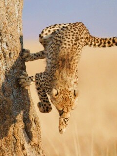 Скалолаз обои