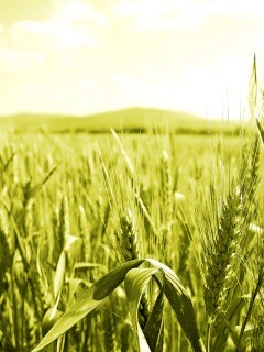 В полях обои