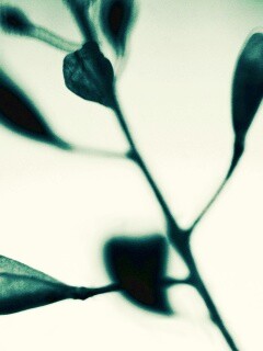 Усыхающие листья обои