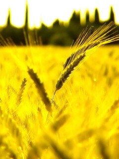 Пшеничное поле обои