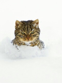Недовольный кот в сугробе обои