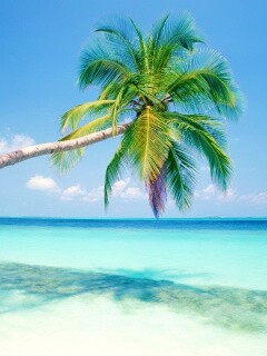 Пальма на лазурном берегу обои