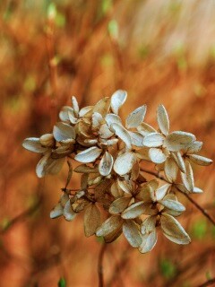 Увядший цветок обои