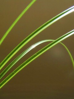 Четыре травинки обои