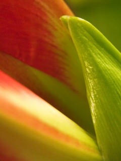 Макро фото цветка обои