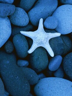 Звезда на морской гальке обои