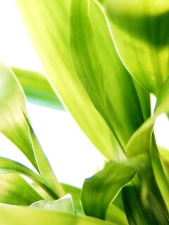 Солнечные травинки обои