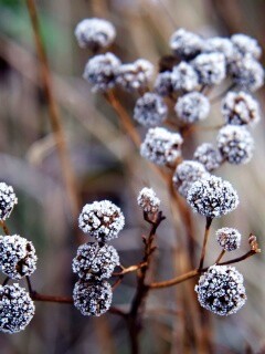 Иний на растении обои