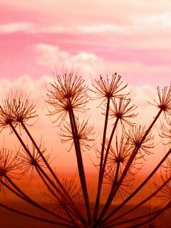 Зонтичное соцветие обои