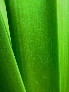 Сочная травинка обои