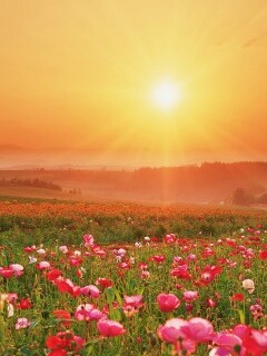 Цветущие поля обои