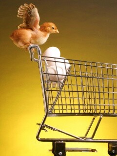 Цыплёнок покупает яйца обои