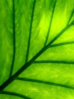 Макро фото листа обои