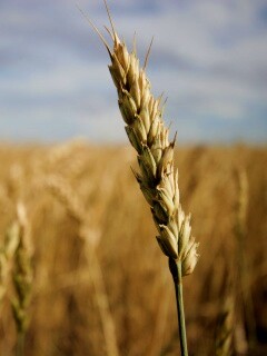 Колосок обои