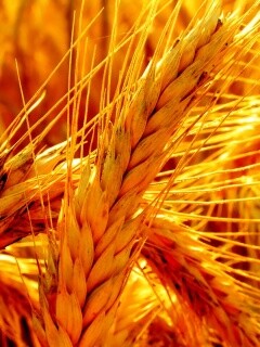 Зреющий колос обои